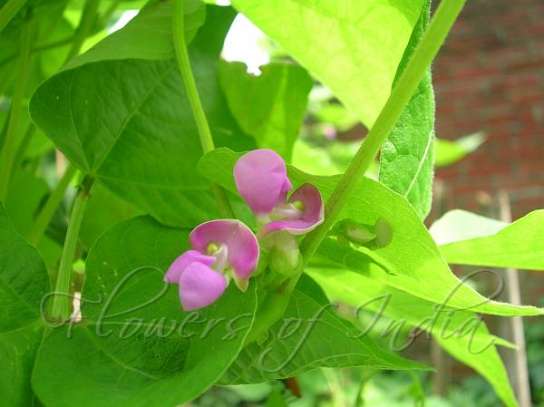 Common Bean